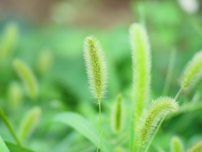 狗尾巴草