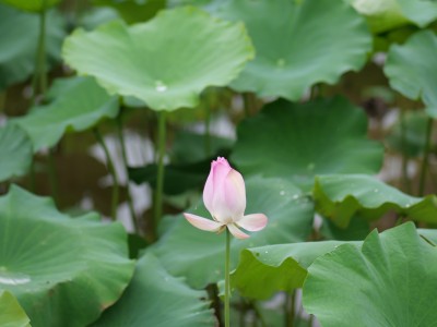 随拍的荷花池塘